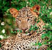 Wild-life Leopard-170-1