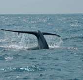 Seaside-Whale-170