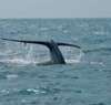 Seaside-Whale-170-100