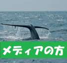 Whale-Media-135